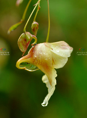 蕁麻葉鳳仙花