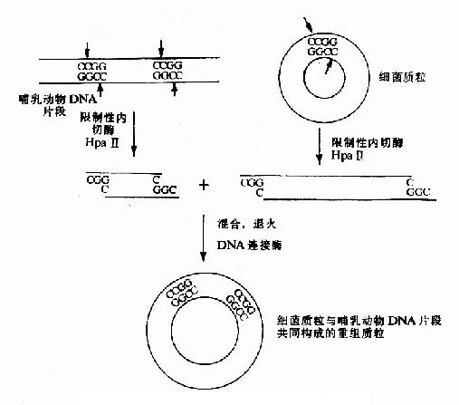 TDT(末端脫氧核苷酸轉移酶)