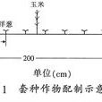 玉米套種辣椒栽培技術