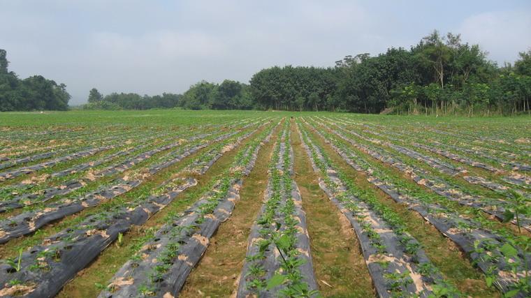 曼濃自然村-種植業