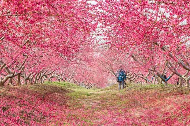 合肥桃蹊桃花節