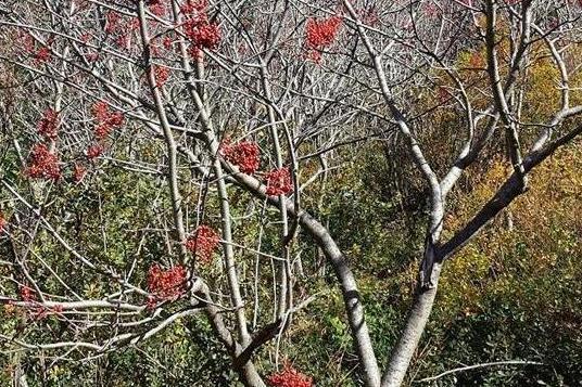 花楸樹駝梁山家系2號