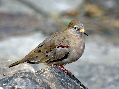 斑嘴地鳩