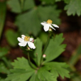 山東銀蓮花(山東銀蓮花（變種）)