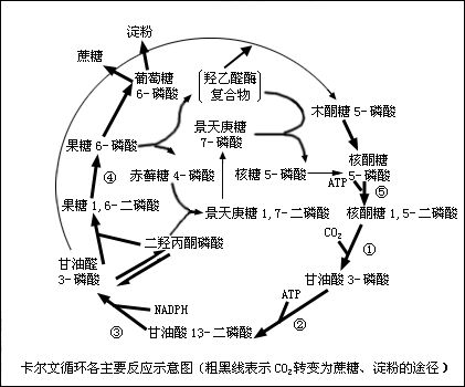 卡爾文循環圖