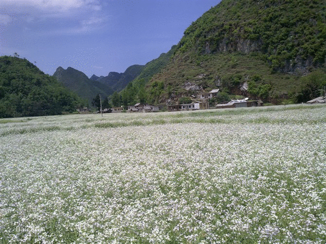 蘿蔔地村