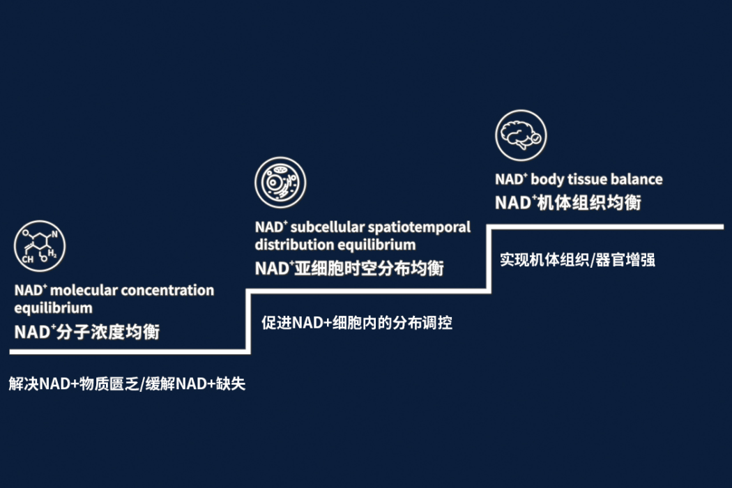 NAD+三級均衡衰老乾預體系