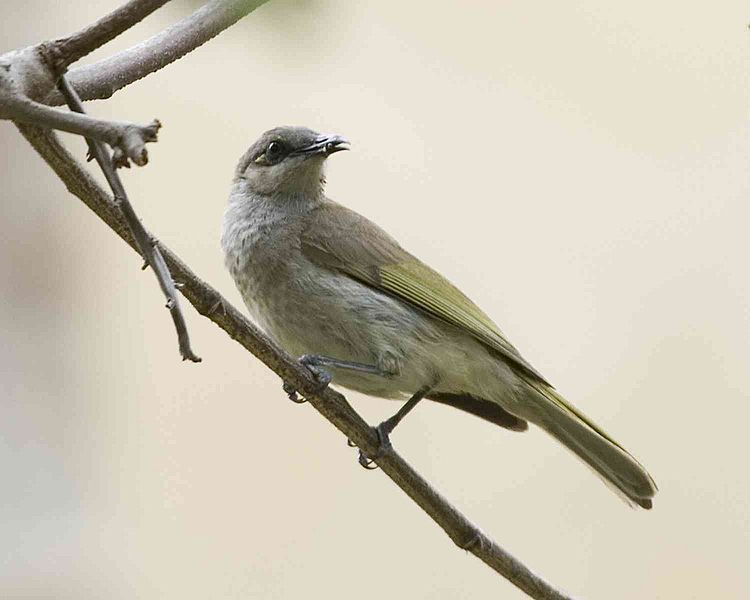 印尼岩吸蜜鳥