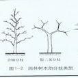 合軸分枝