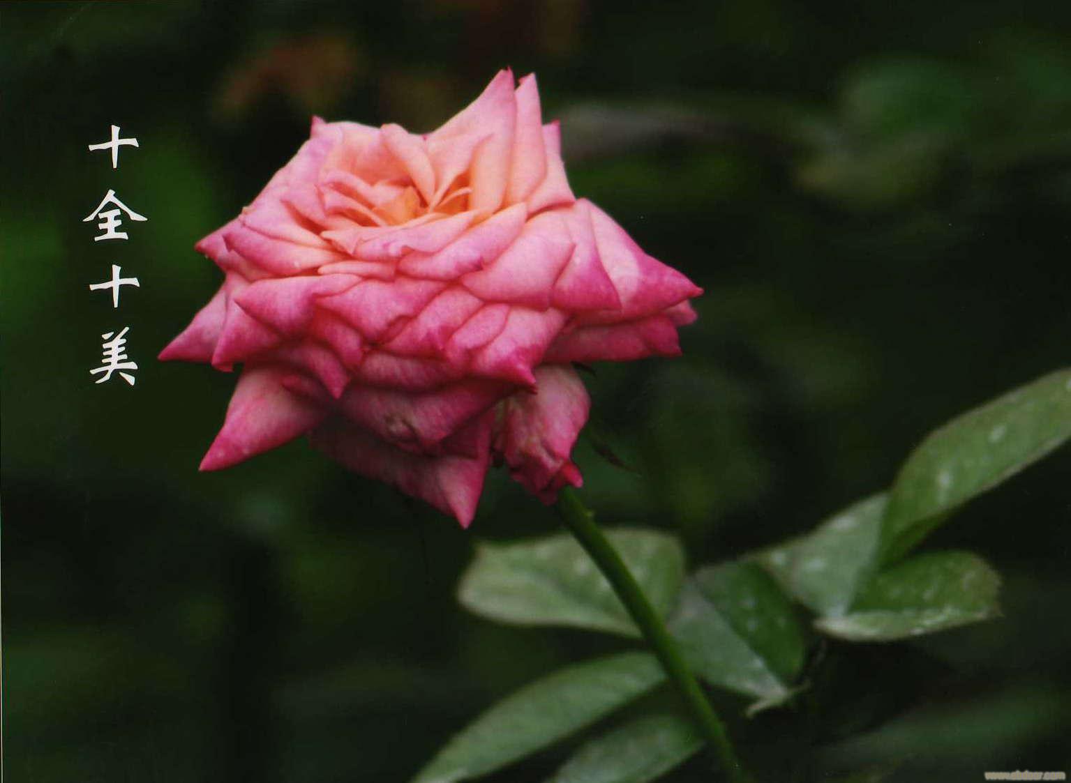 十全十美(薔薇屬月季栽培品種)