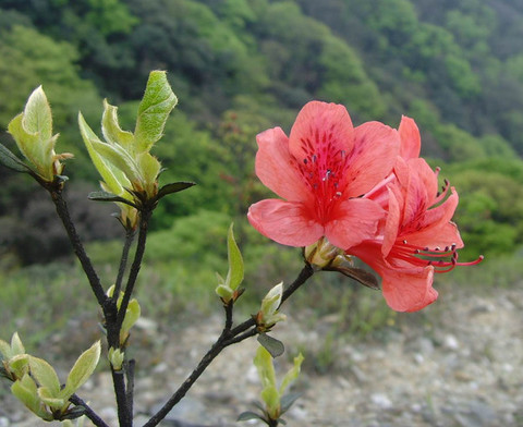 灌陽杜鵑