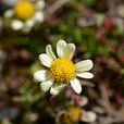 黃花小山菊