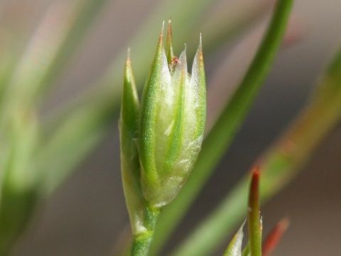 小燈芯草