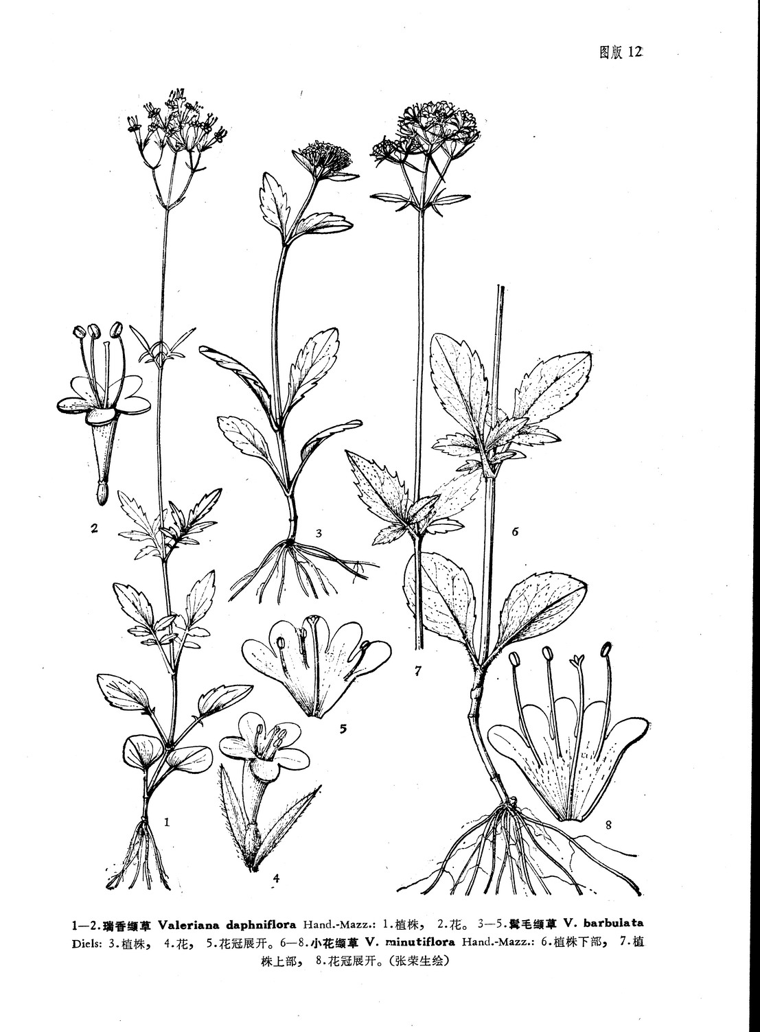 來源：中國植物志原版墨線圖