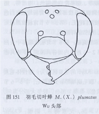 羽毛切葉蜂