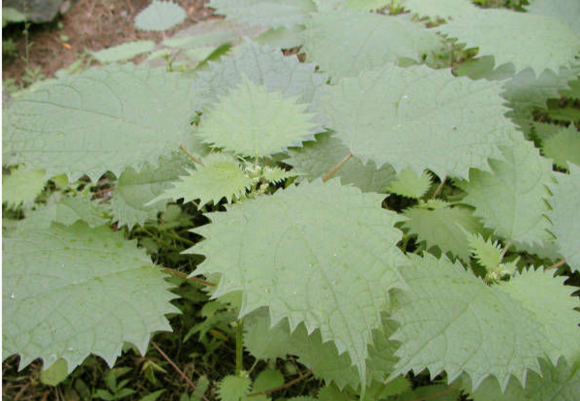 大荃麻(大錢麻（大錢麻）)