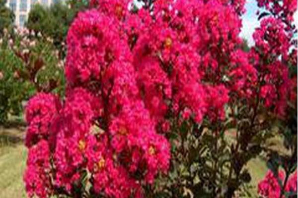 Lagerstroemia indica \x27Whit III\x27 PINK VELOUR