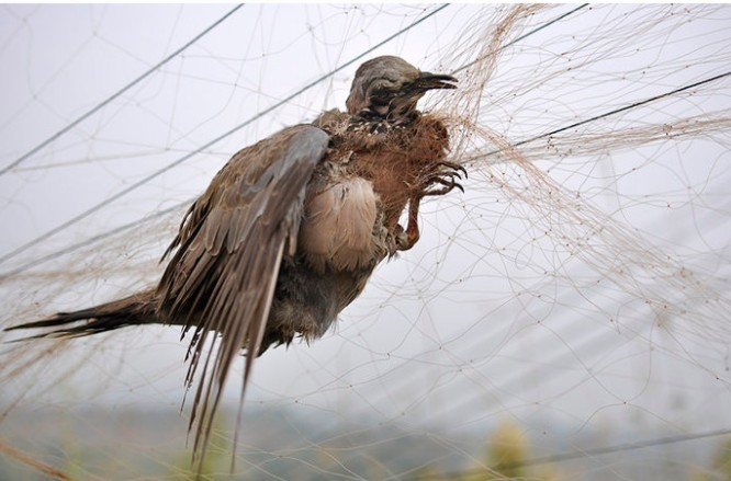 鳥之殤