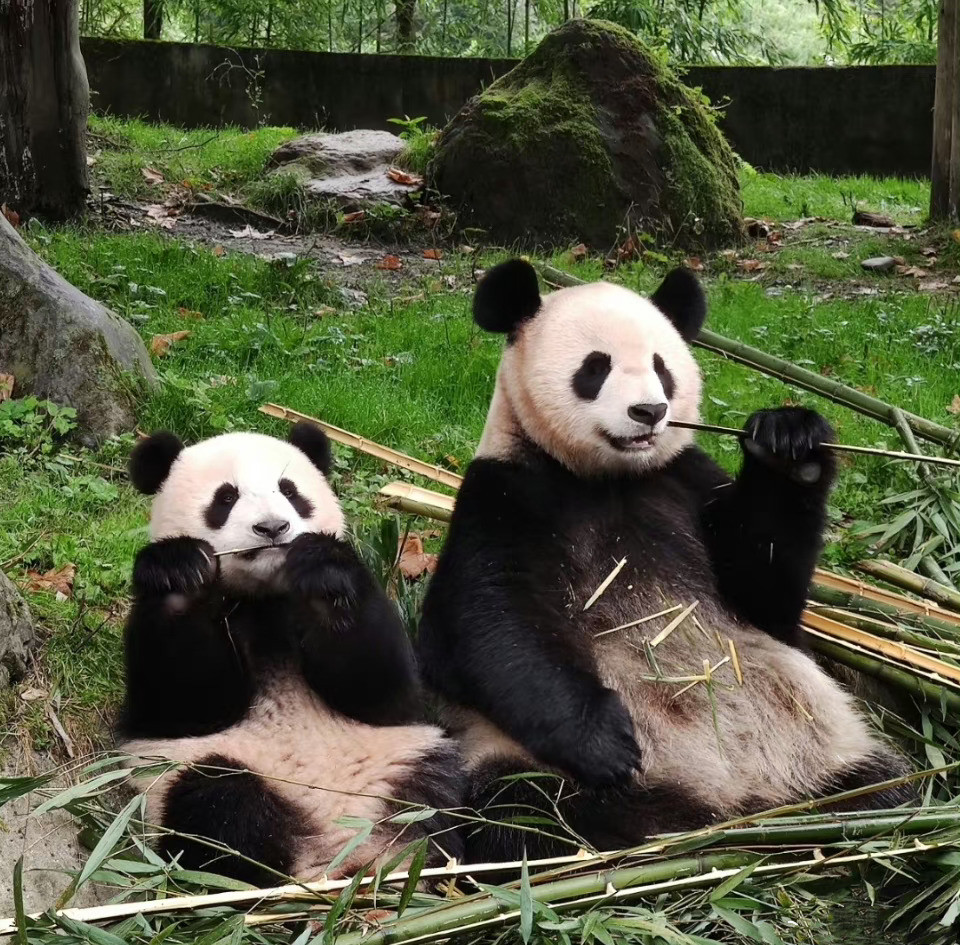 大熊貓喜悅