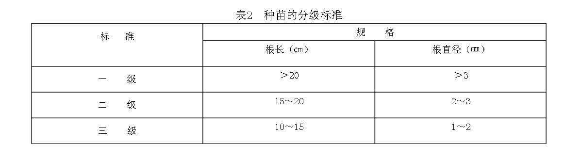 表2種苗的分級標準