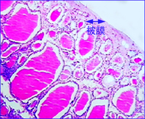 米諾環素(二甲胺四環素)