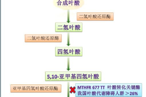 合成葉酸