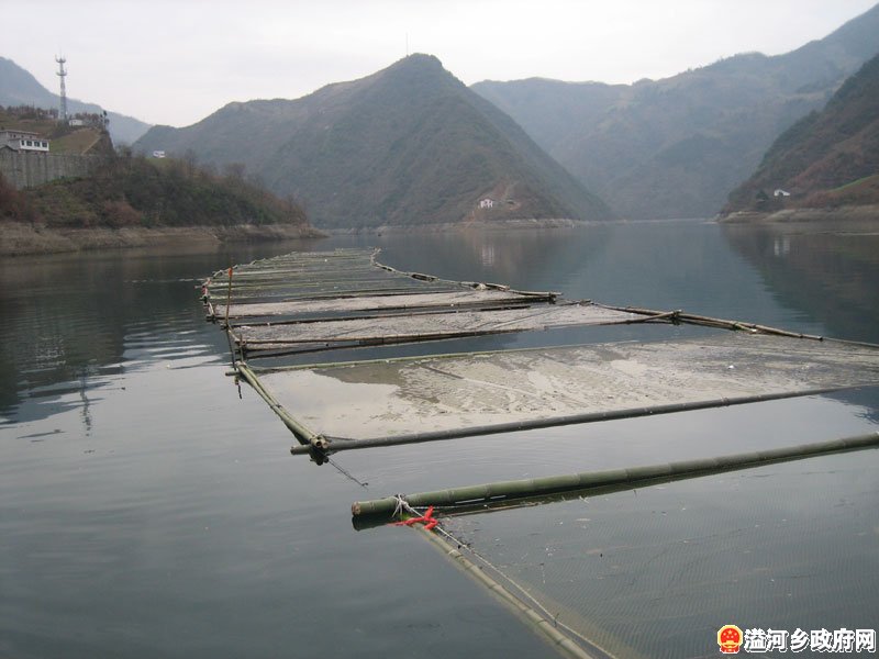 網箱養魚