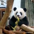 大熊貓萌寶