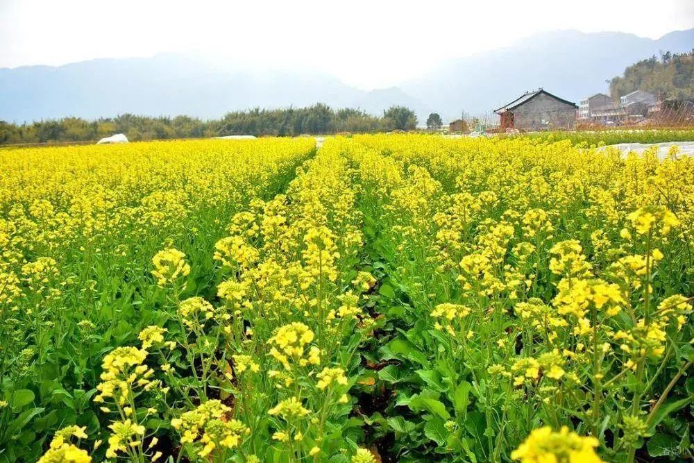 花油5號