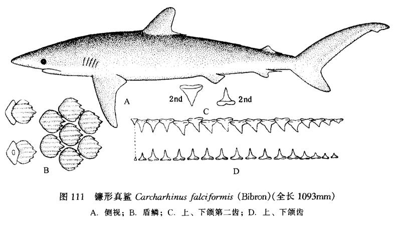 鐮形真鯊