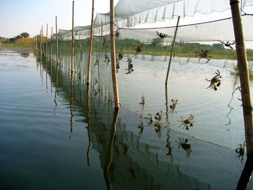 陽澄湖阿四蟹莊