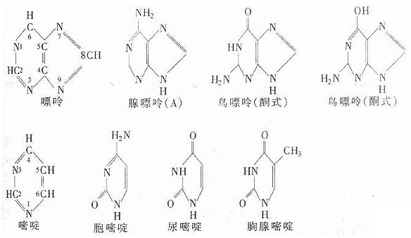 腺嘌呤核苷三磷酸