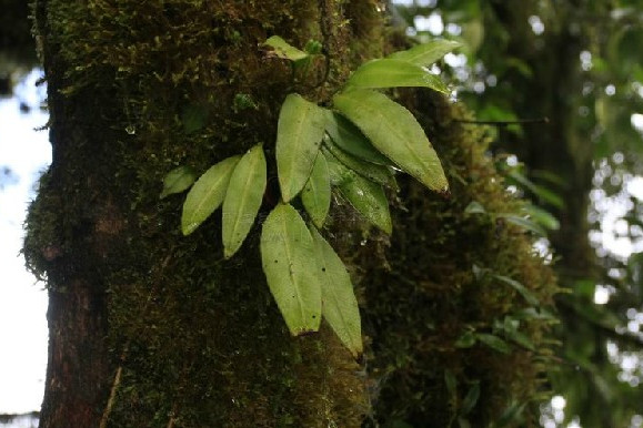 舌蕨屬