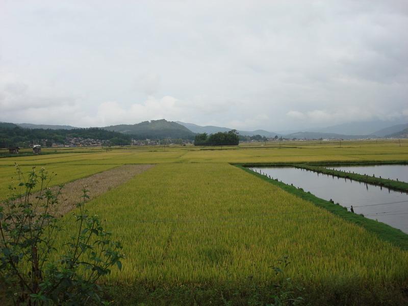 觀音塘自然村水稻種植業