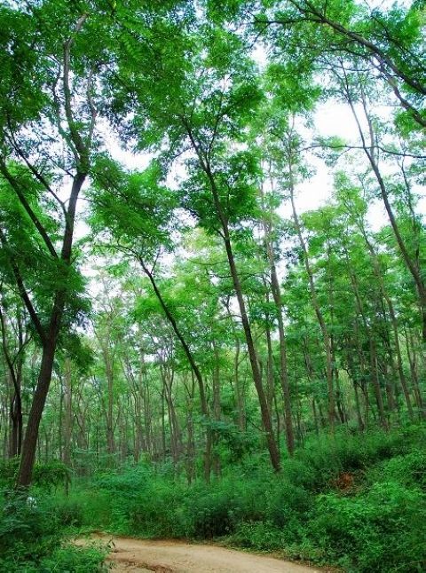 方山森林公園