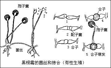 黑根霉