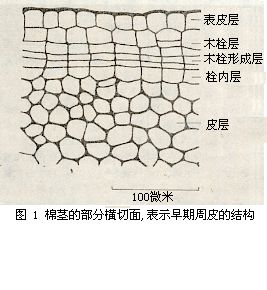 木栓周皮