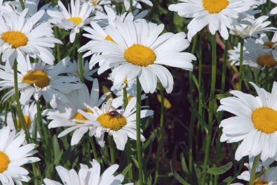 Leucanthemum × superbum \x27Polaris\x27