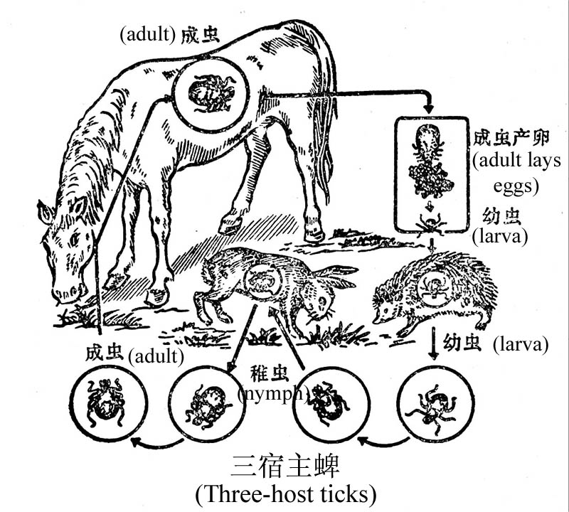 布尼亞病毒