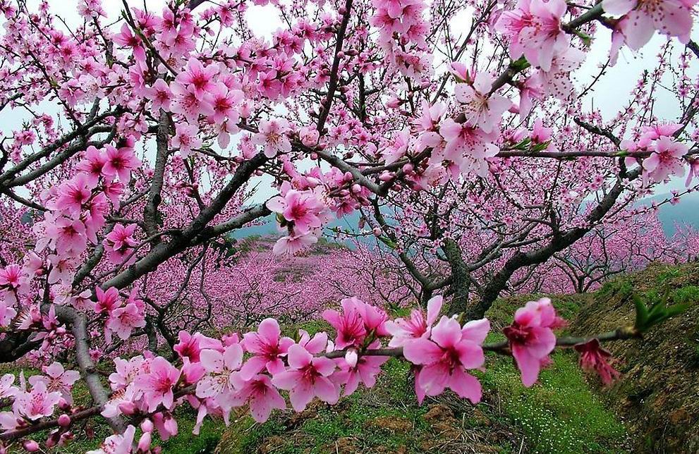 郭套村(安徽宿州市蕭縣新莊鎮郭套村)