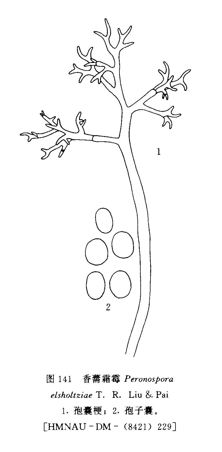 香薷霜霉