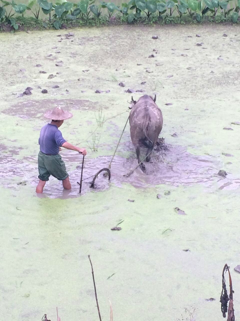 楓溪村