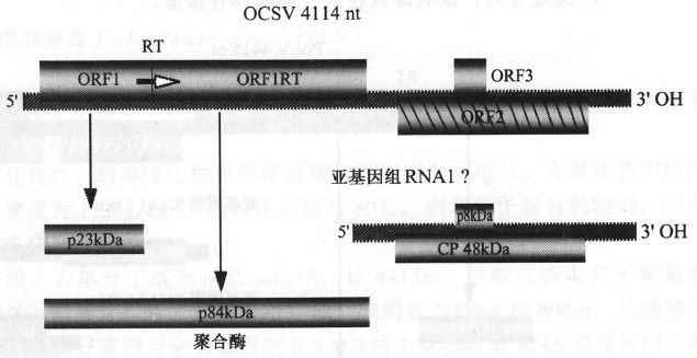 燕麥褪綠矮化病毒的基因組及其產物