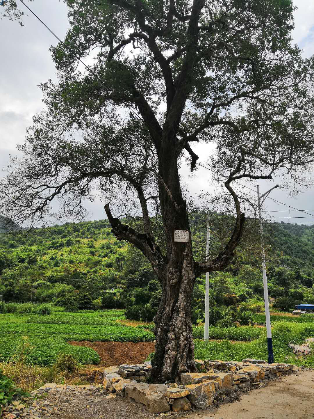 大雅村