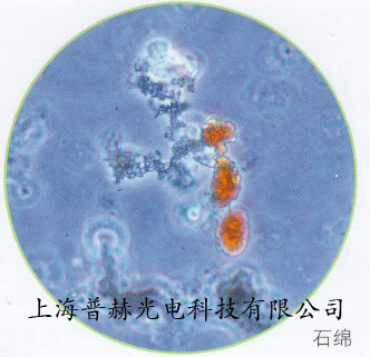 奧林巴斯螢光顯微鏡BX43