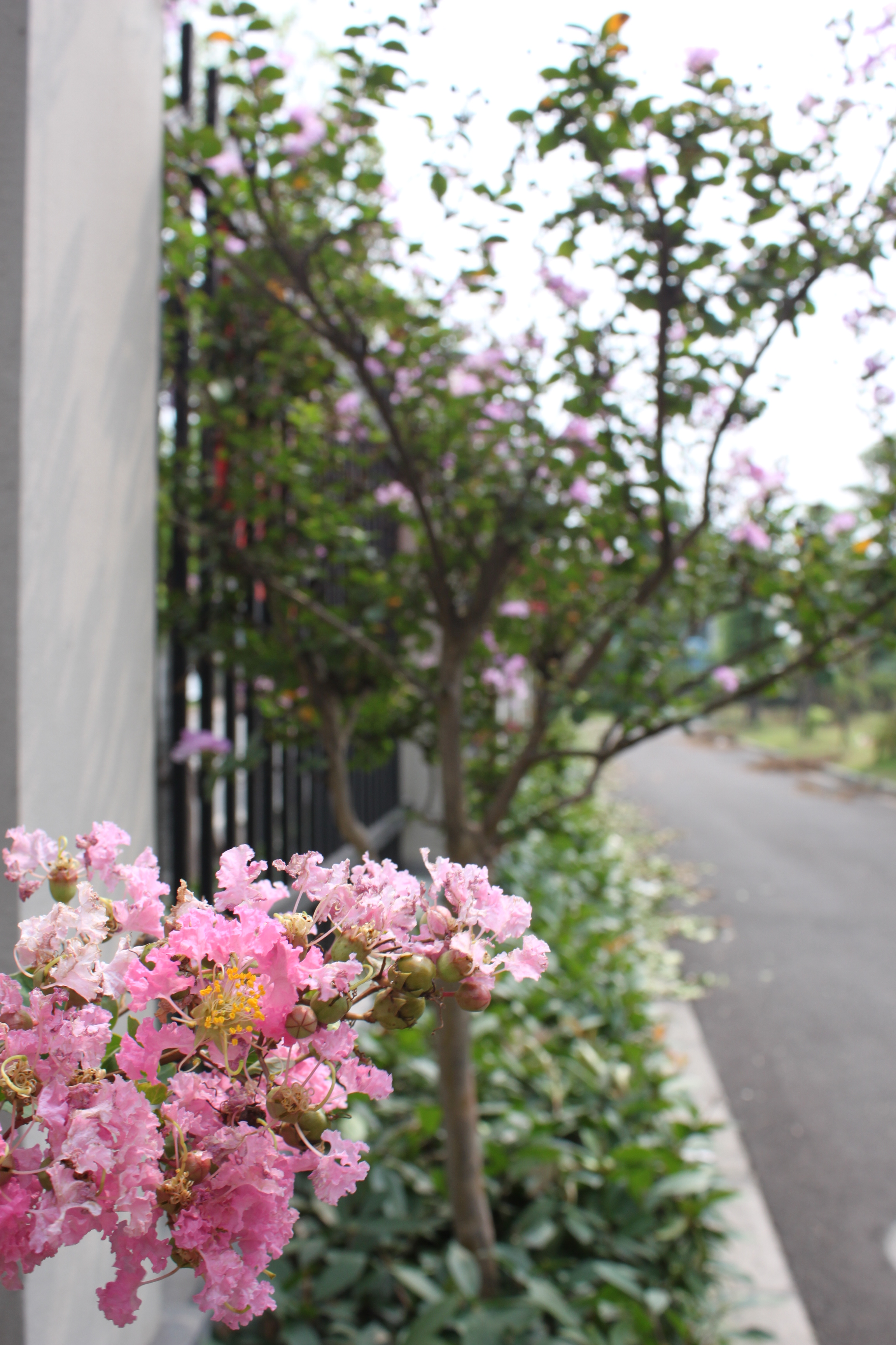 蕪湖市鳳凰城國小