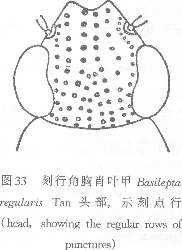 刻行角胸肖葉甲