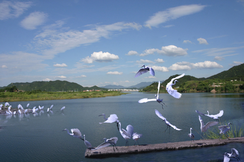 白鷺島