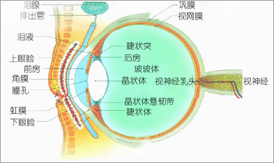 眼部圖示