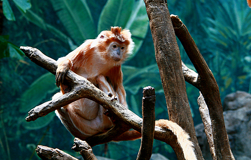 布朗克斯動物園裡的動物